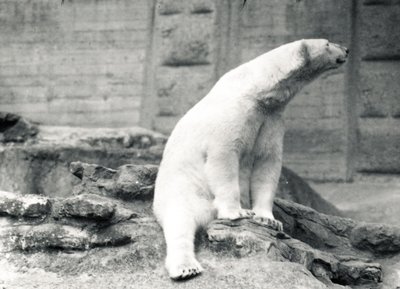 Orso polare seduto, 1924 da Frederick William Bond